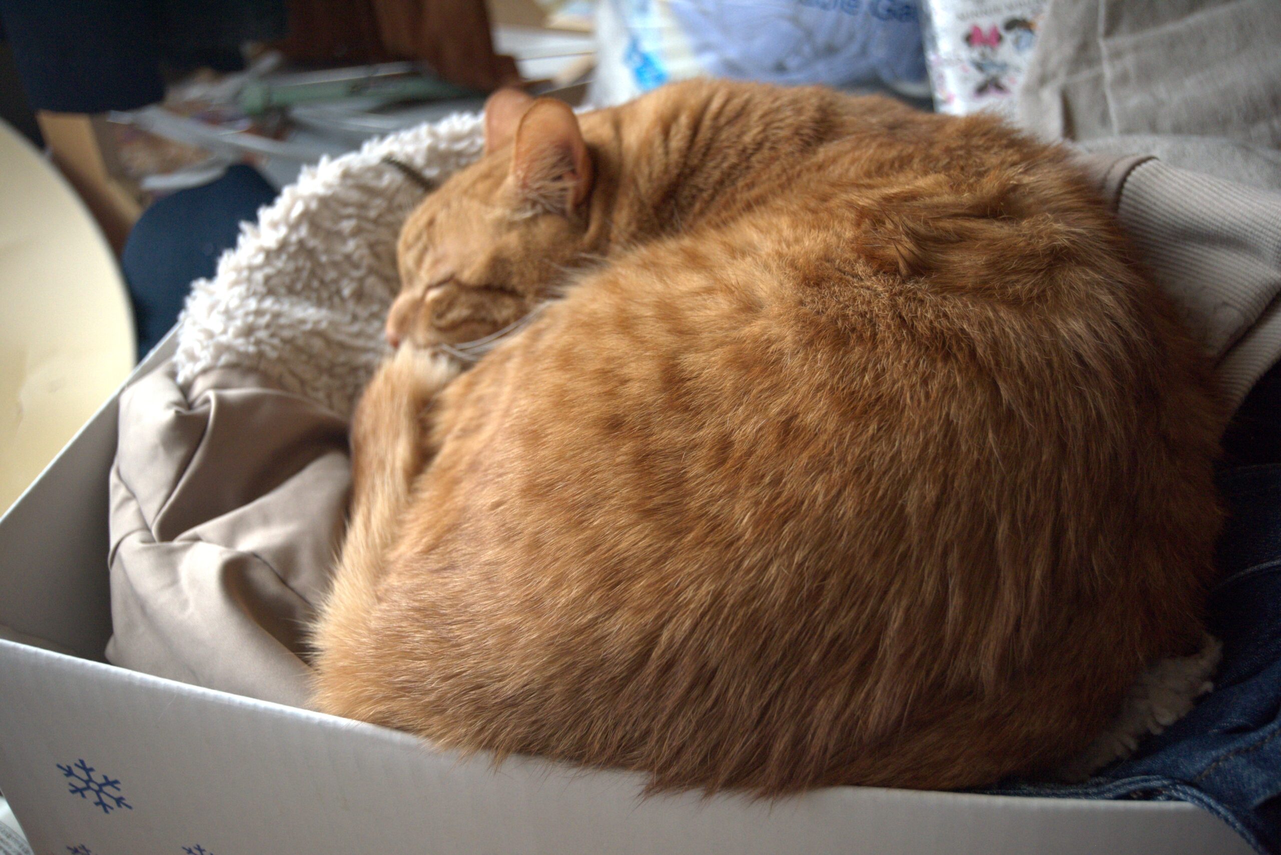 山口智巳のポートフォリオサイト、現在引越中。キービジュアル その1